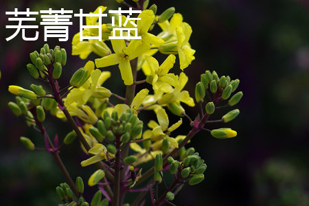 芜菁甘蓝 芜菁甘蓝