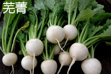 芜菁甘蓝 芜菁甘蓝