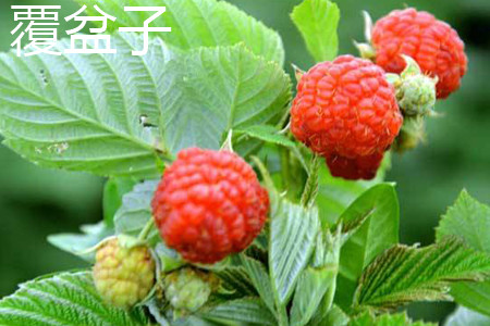 覆盆子叶子 覆盆子叶子