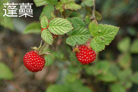 蓬蘽果实 蓬蘽果实