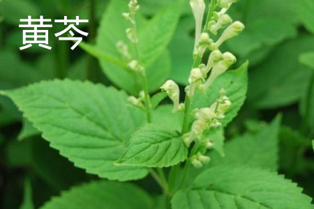 黄岑叶片 黄岑叶片