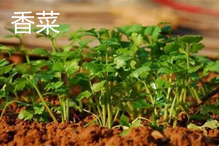 香菜 香菜
