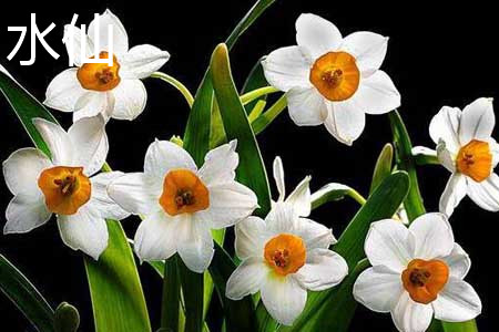 水仙 水仙