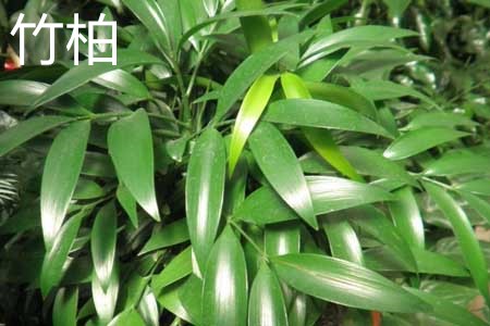 竹柏1.jpg 竹柏1.jpg