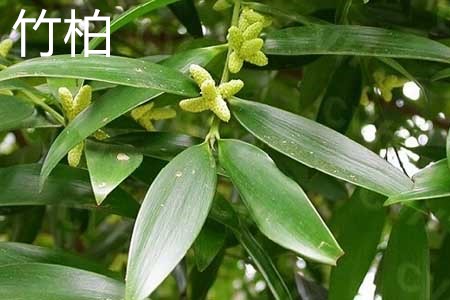 竹柏1.jpg 竹柏1.jpg