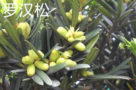 罗汉松2.jpg 罗汉松2.jpg