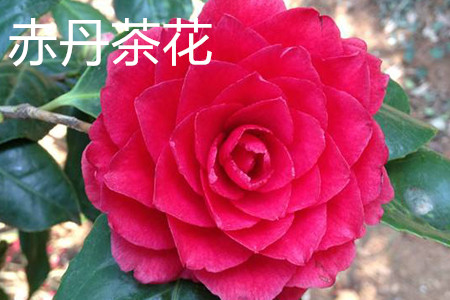 赤丹茶花