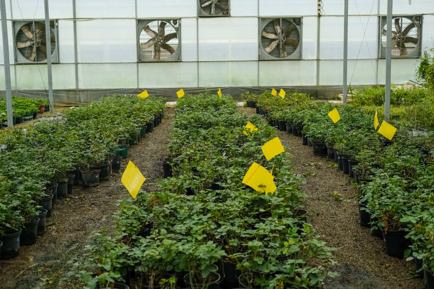 消灭小飞虫的方法