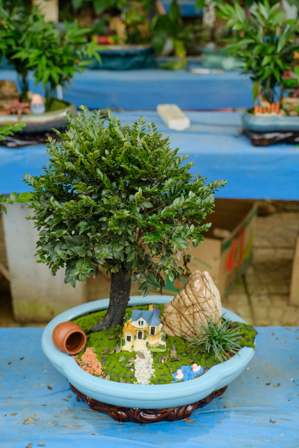 盆景什么树都可以吗