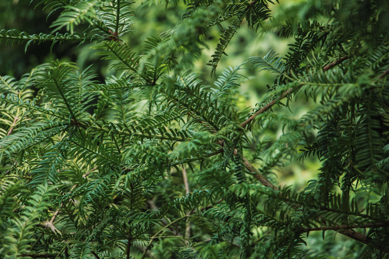 红豆杉的养殖方法