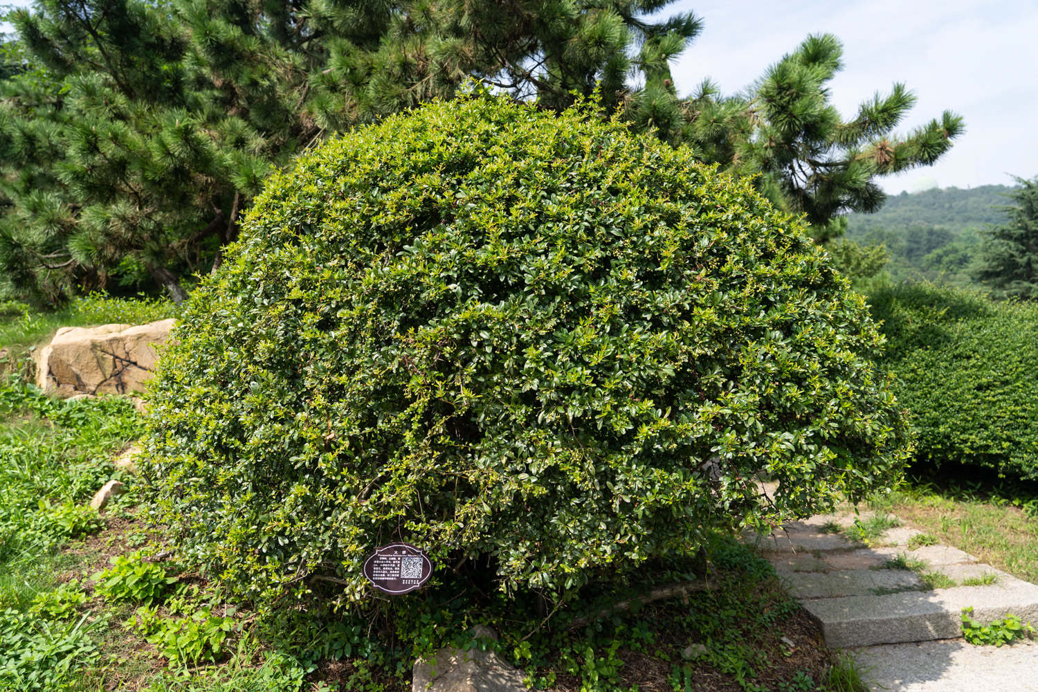 火棘的修剪方法