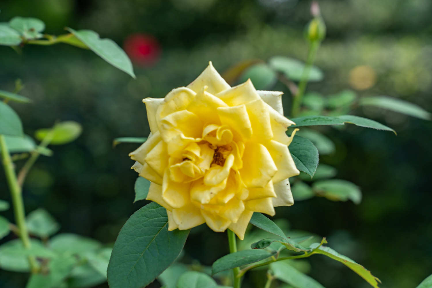 盆栽月季花怎么过冬