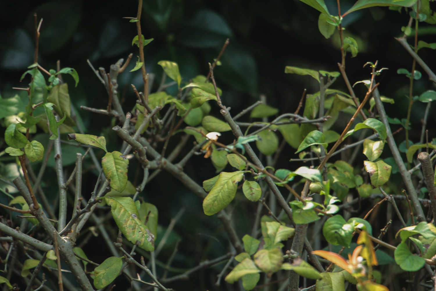 贴梗海棠 贴梗海棠