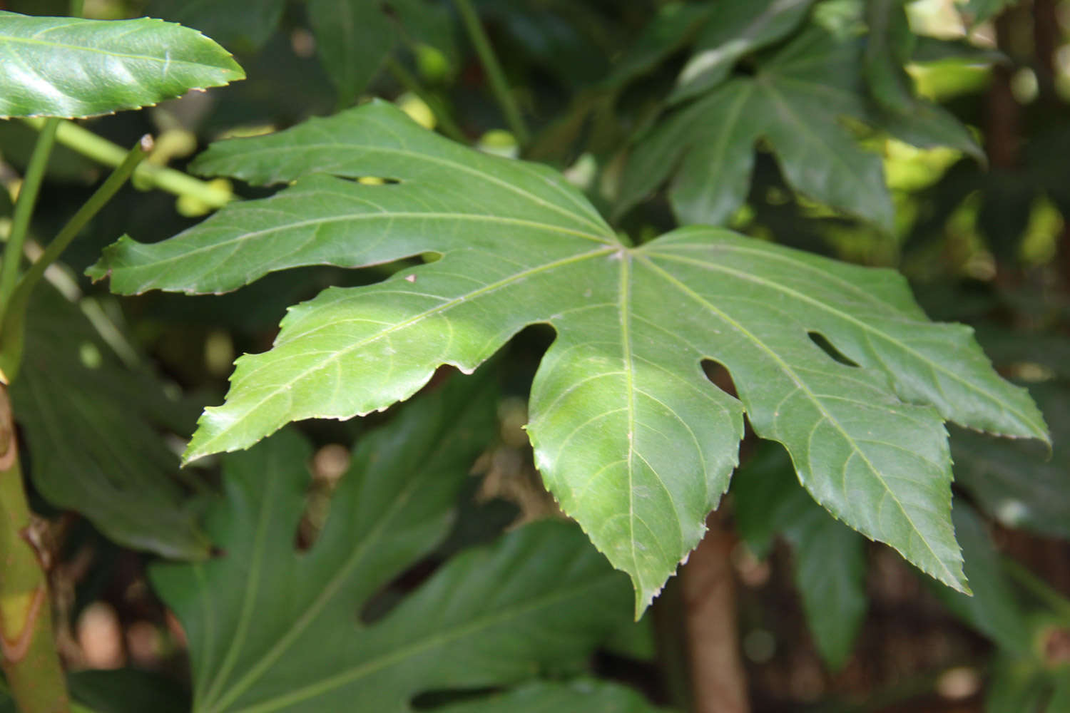 八角金盘 八角金盘