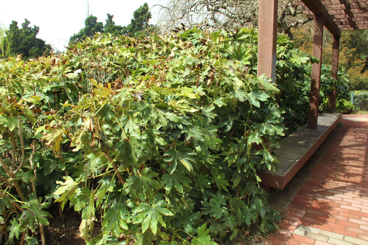 八角金盘 八角金盘