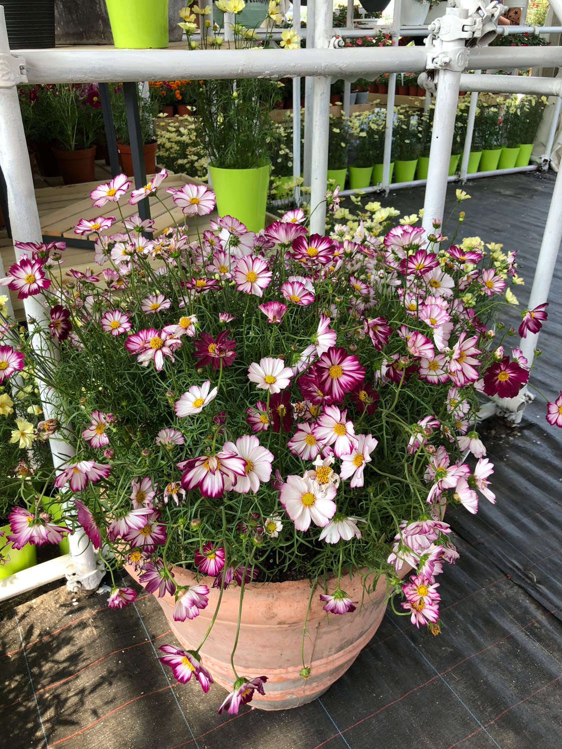 买回来波斯菊的种子应该怎么播种