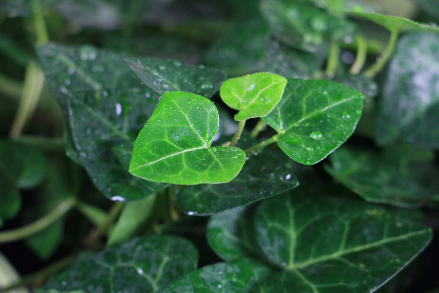 常春藤怎么养长得快