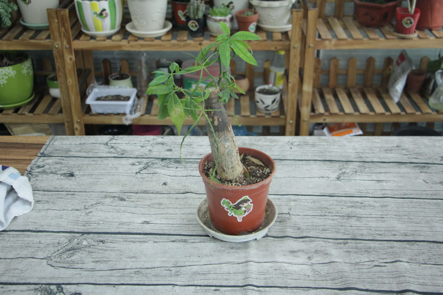 快死的绿萝发财树…被她3分钟救活，咋做的？