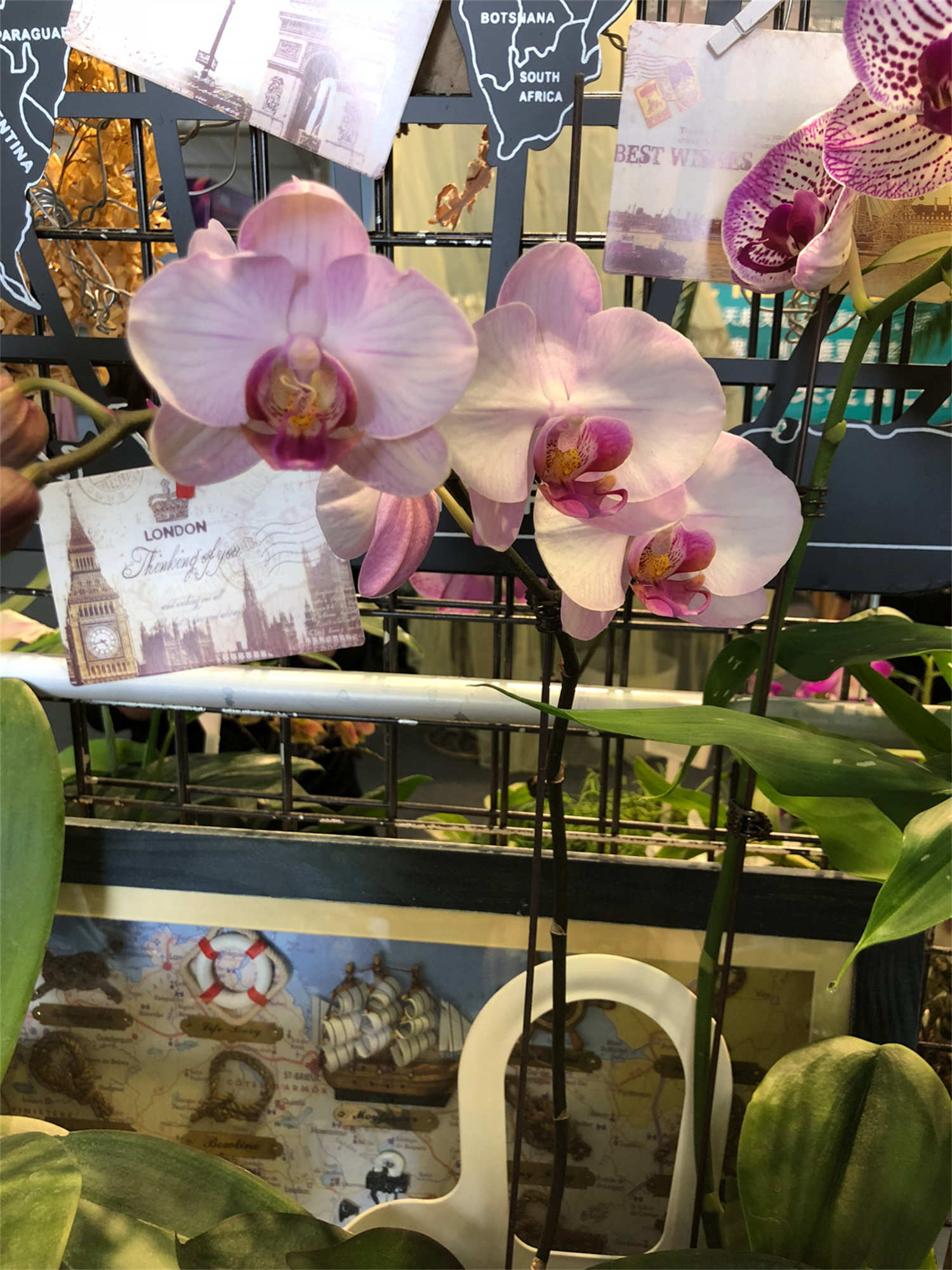 盆栽蝴蝶兰怎么养