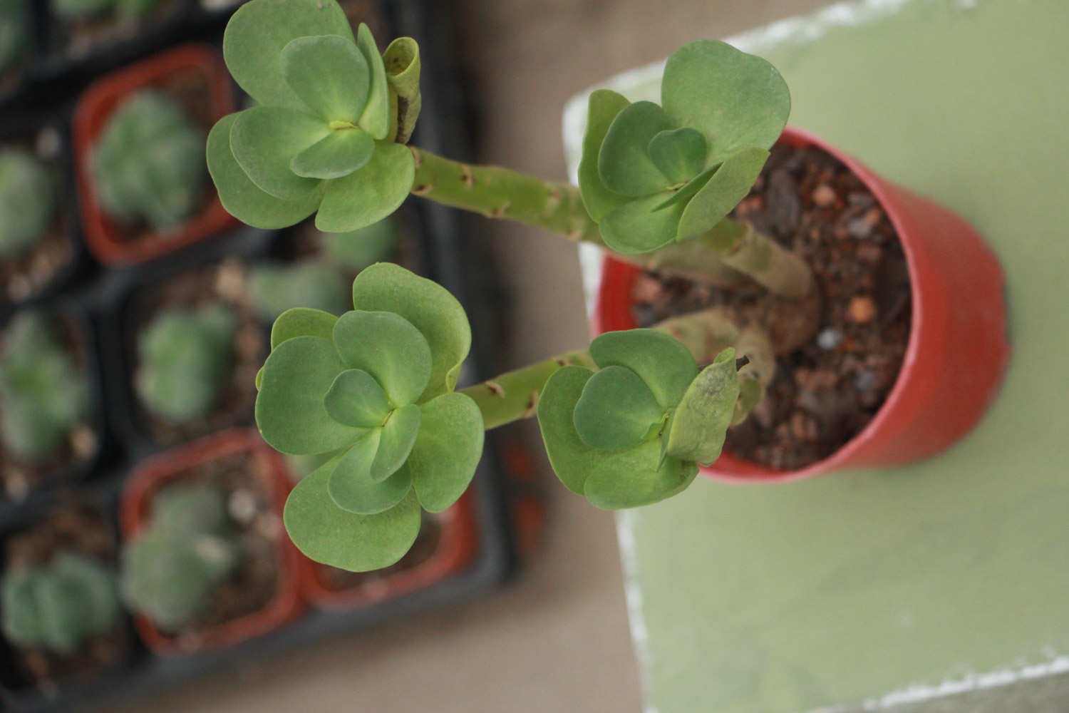 金钱木怎么施肥，这样做叶片又肥又美！