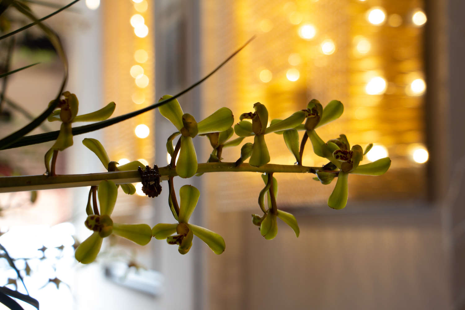 兰花怎么养最好