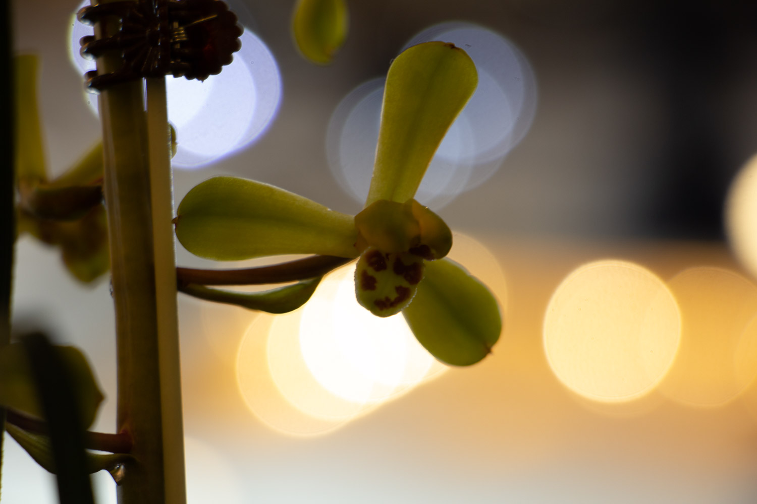 兰花秋天怎么养