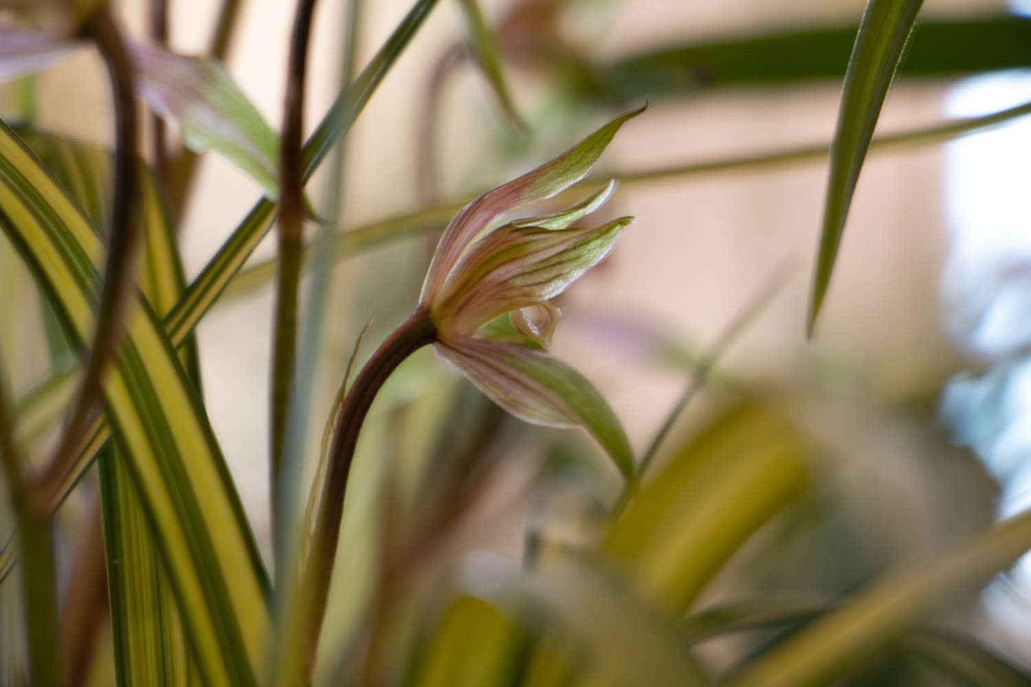 养殖兰花怎么配土