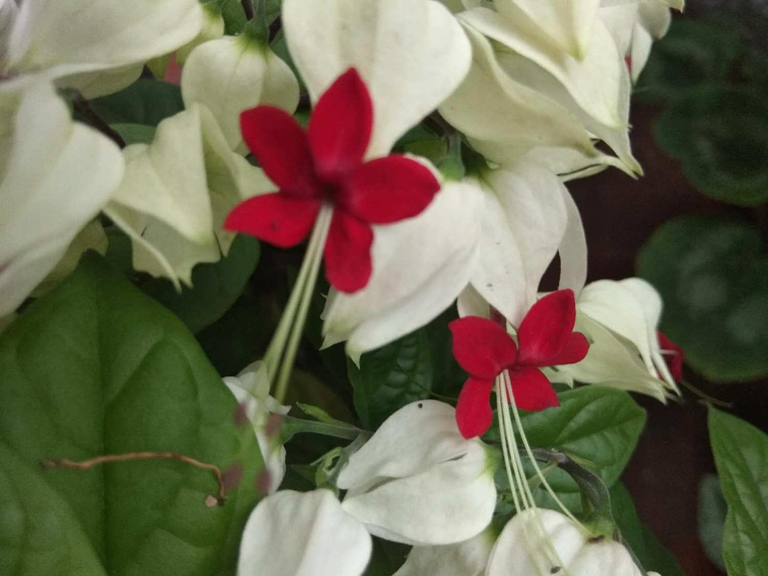 这花会吐小珠子，养1盆365天开花，一次开花100朵！