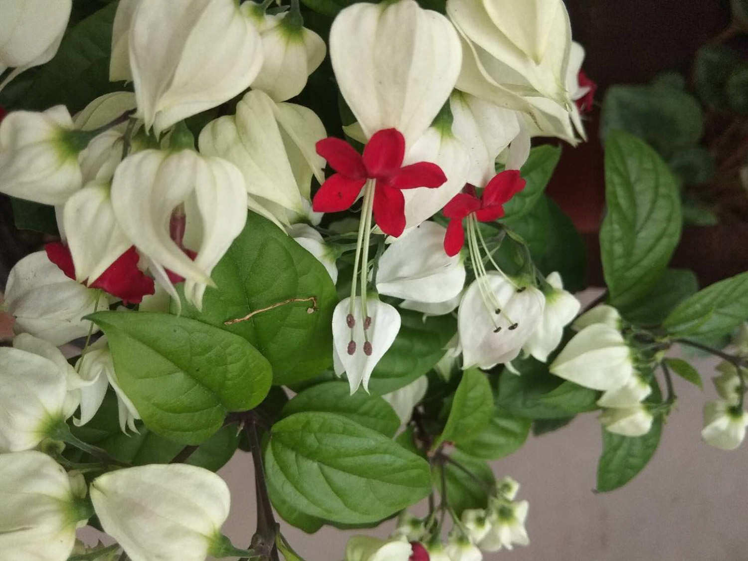 龙吐珠怎么修剪