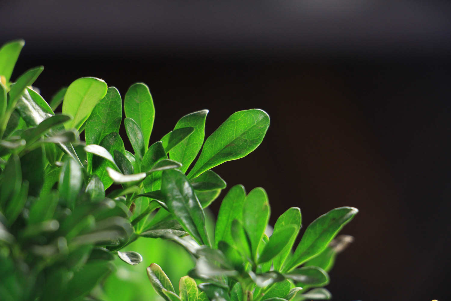 米兰花怎么浇水施肥