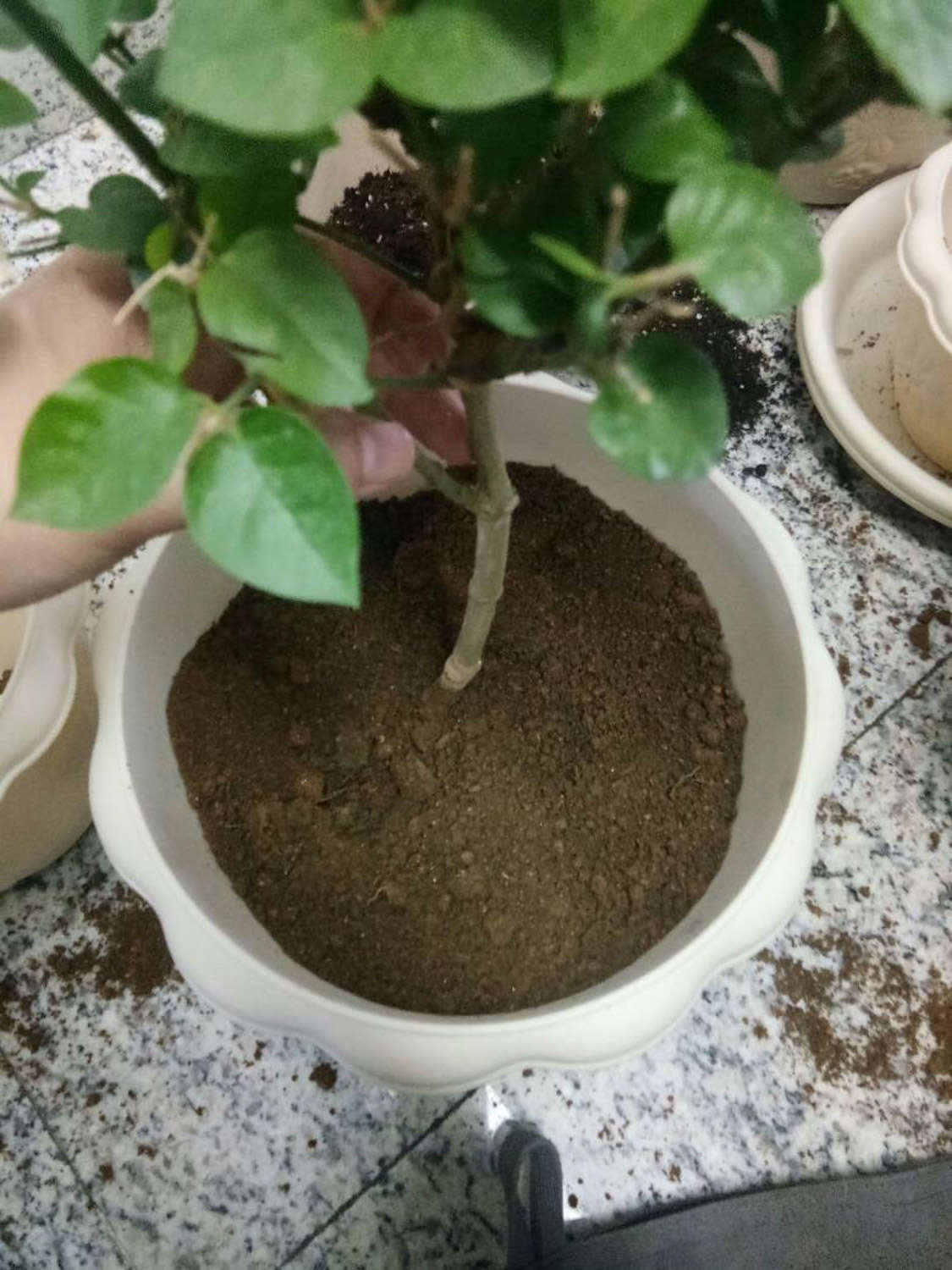 茉莉花如何一年开花几次