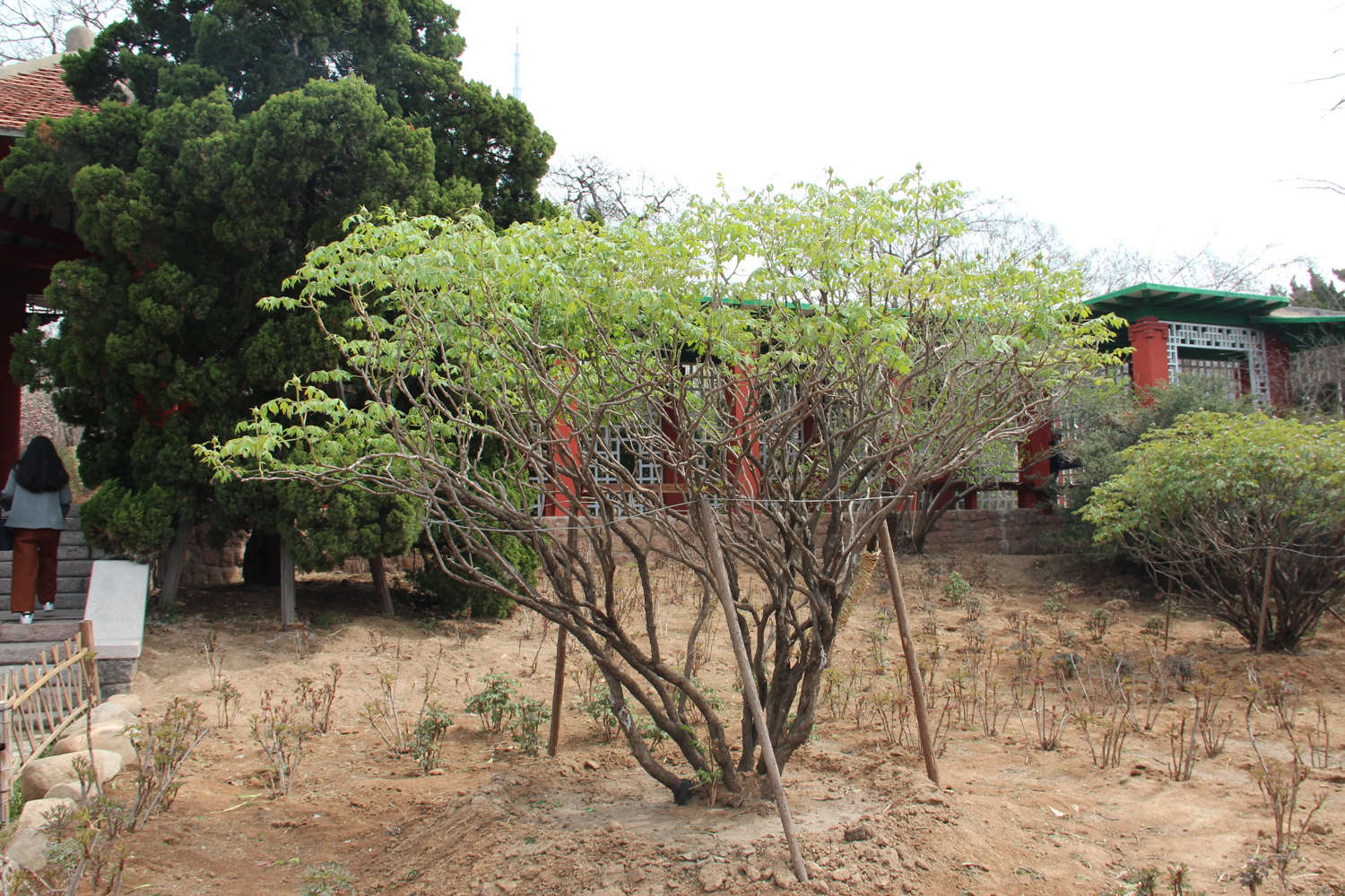 如何使牡丹在冬季开花