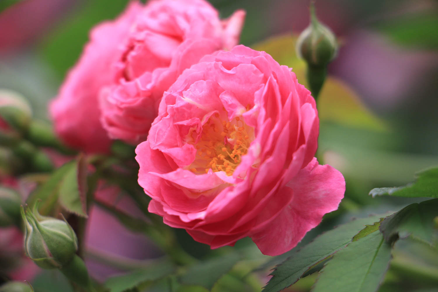 蔷薇什么时候扦插