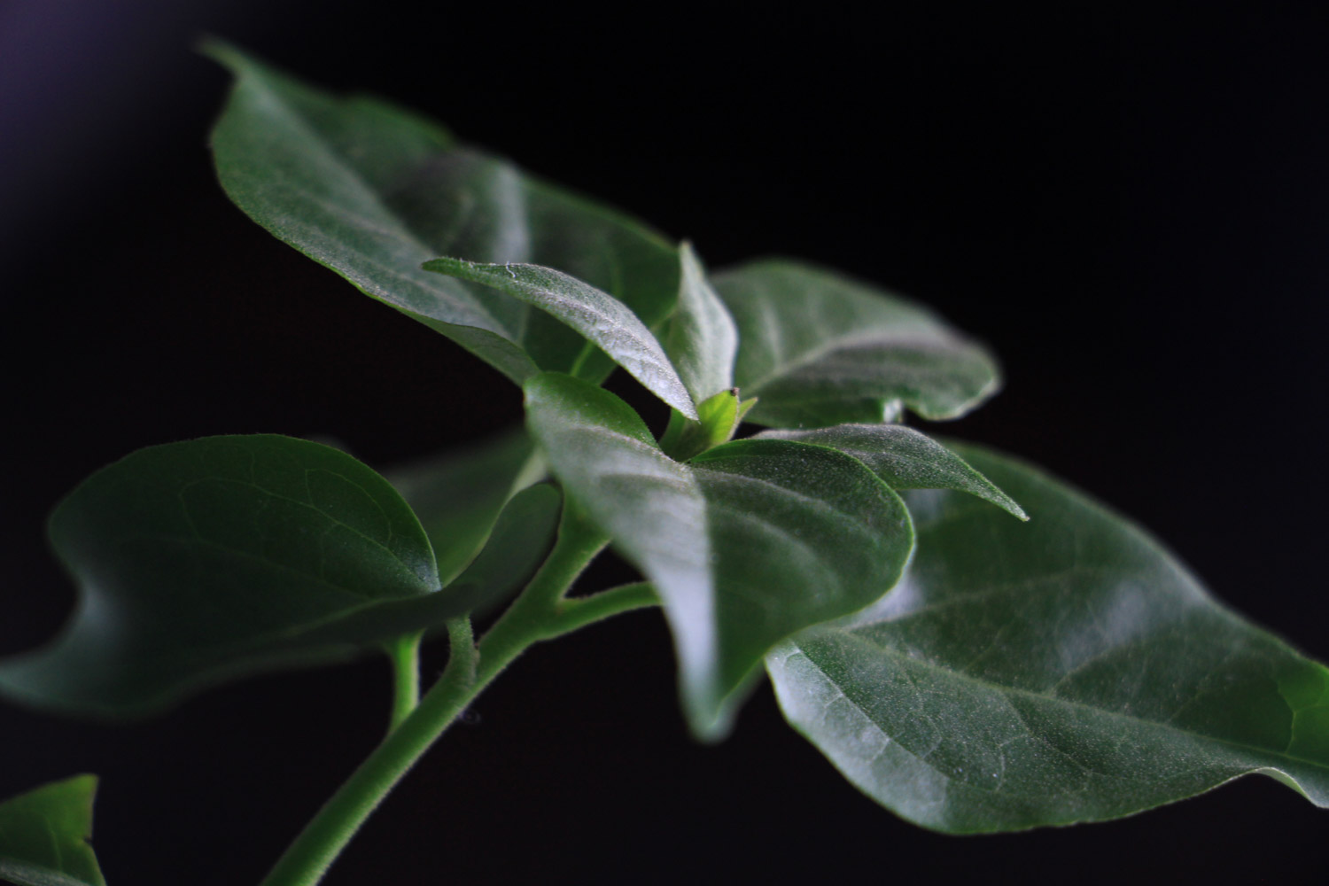 三角梅冬天落叶吗