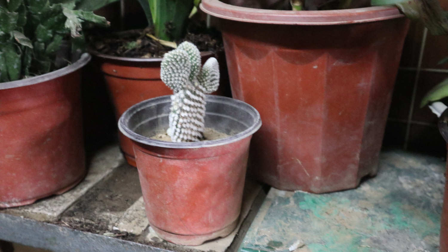 仙人掌类植物有哪些