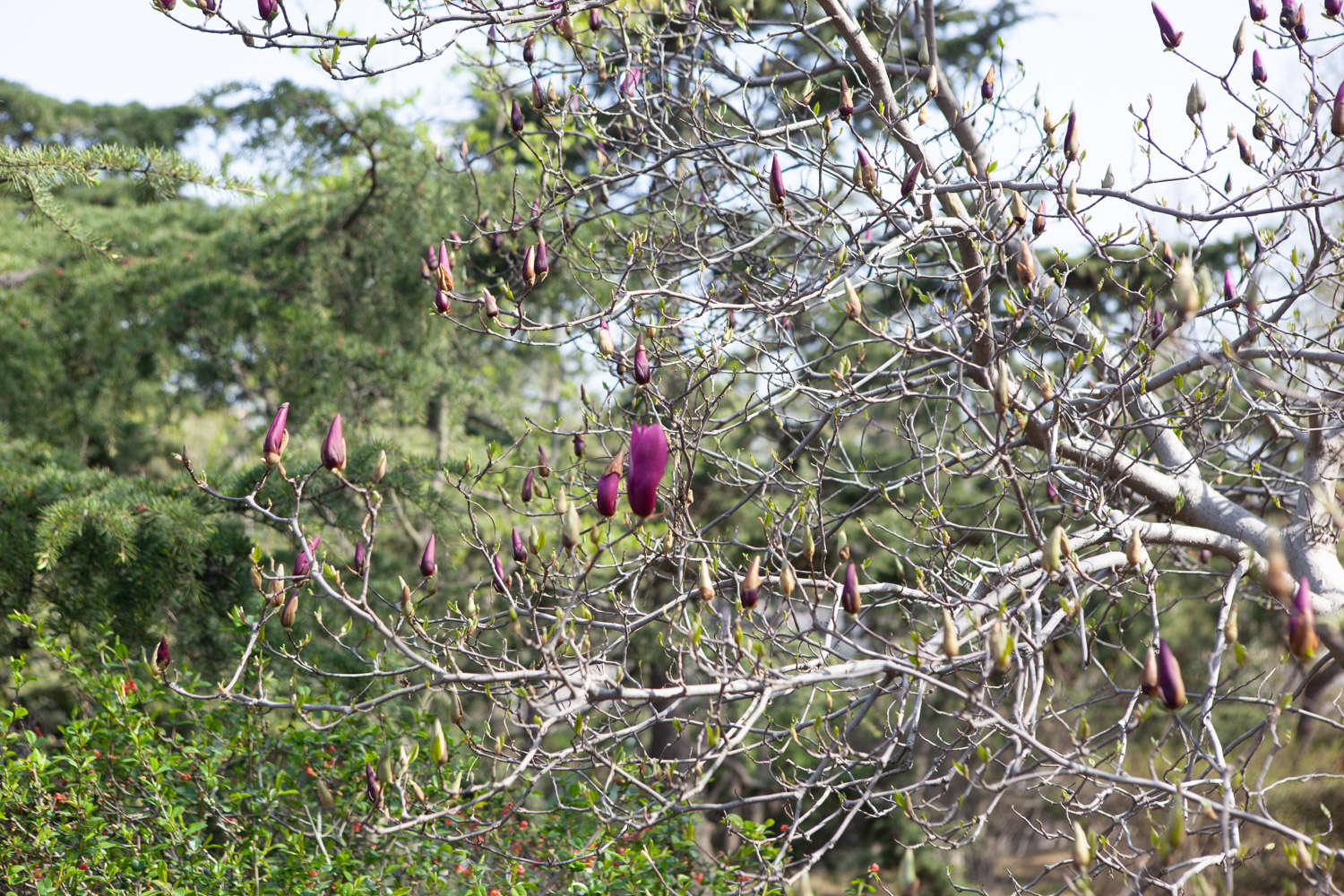 白兰花的浇水方法