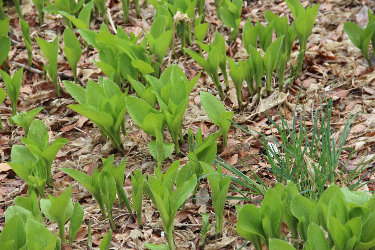 玉簪花能水养吗，怎么水养