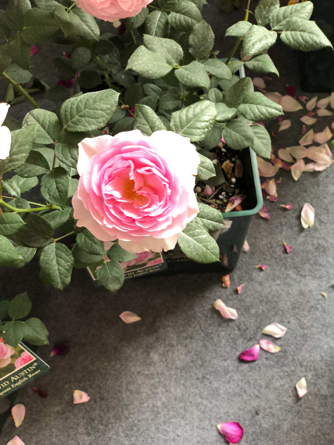 发财树月季…剪1刀，新芽呼呼冒，叶子长满盆！