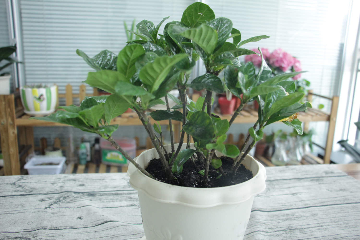 小叶栀子怎么修剪