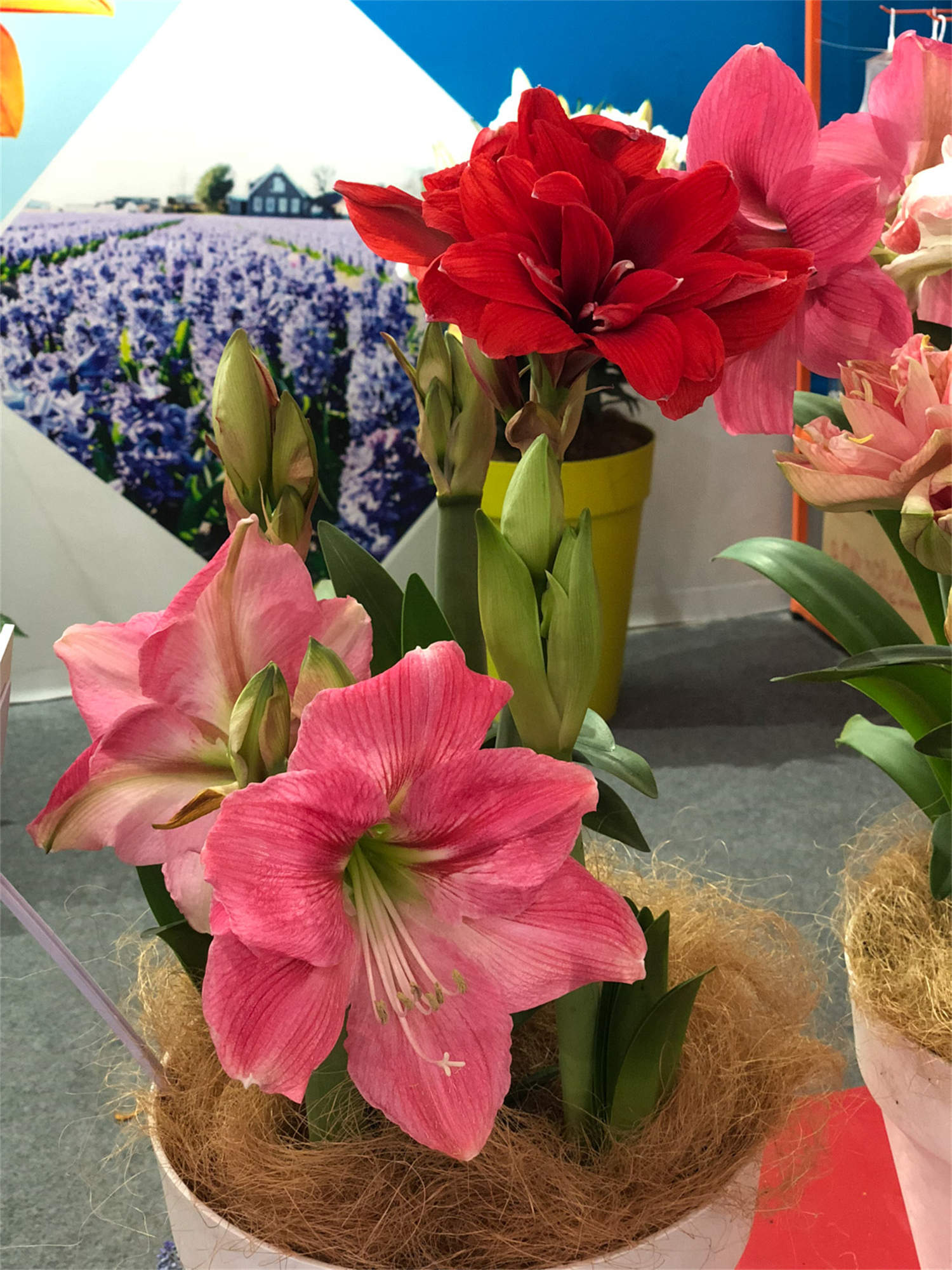 朱顶红的夏季养护方法