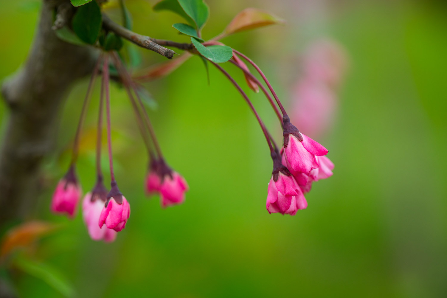 垂丝海棠 垂丝海棠