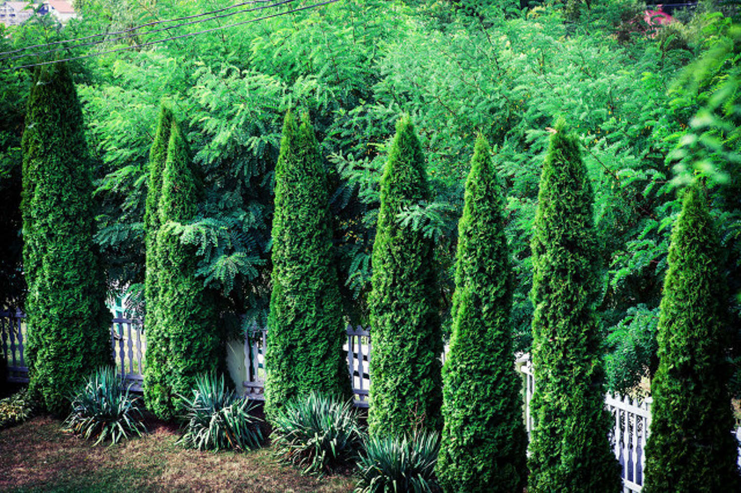 杜松的繁殖方法