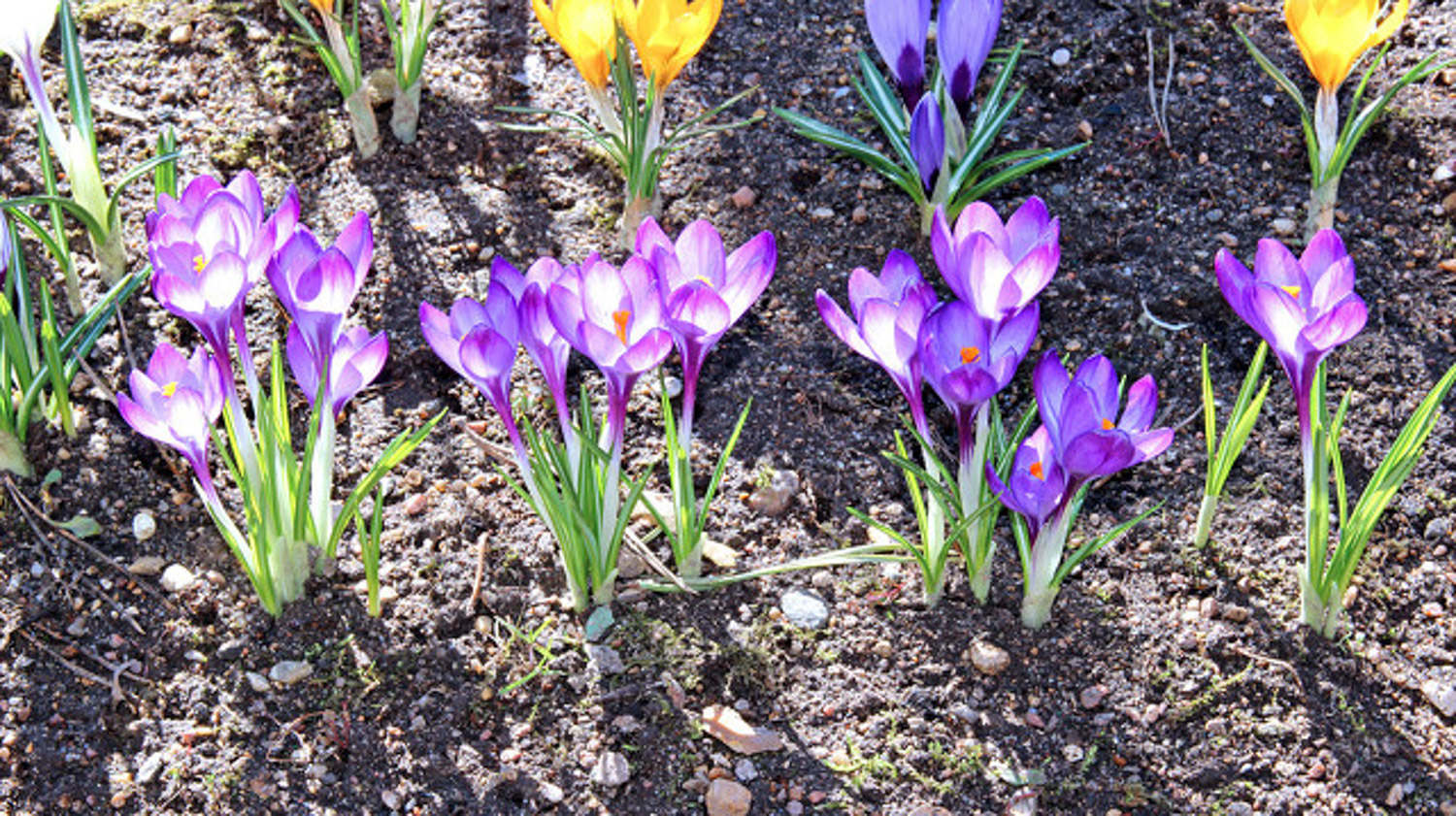 番红花的花语和寓意，有什么传说故事