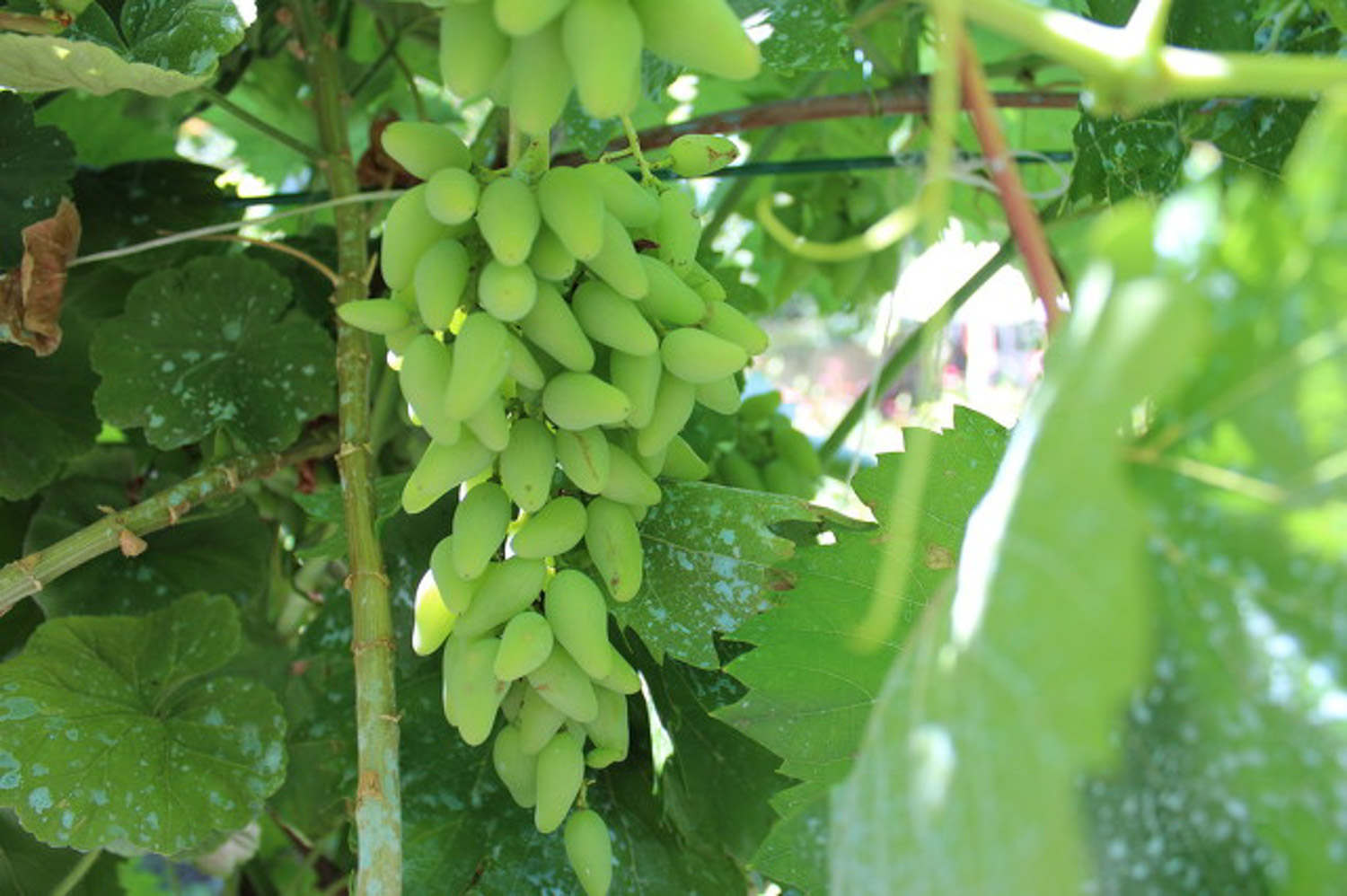 什么品种葡萄适合盆栽