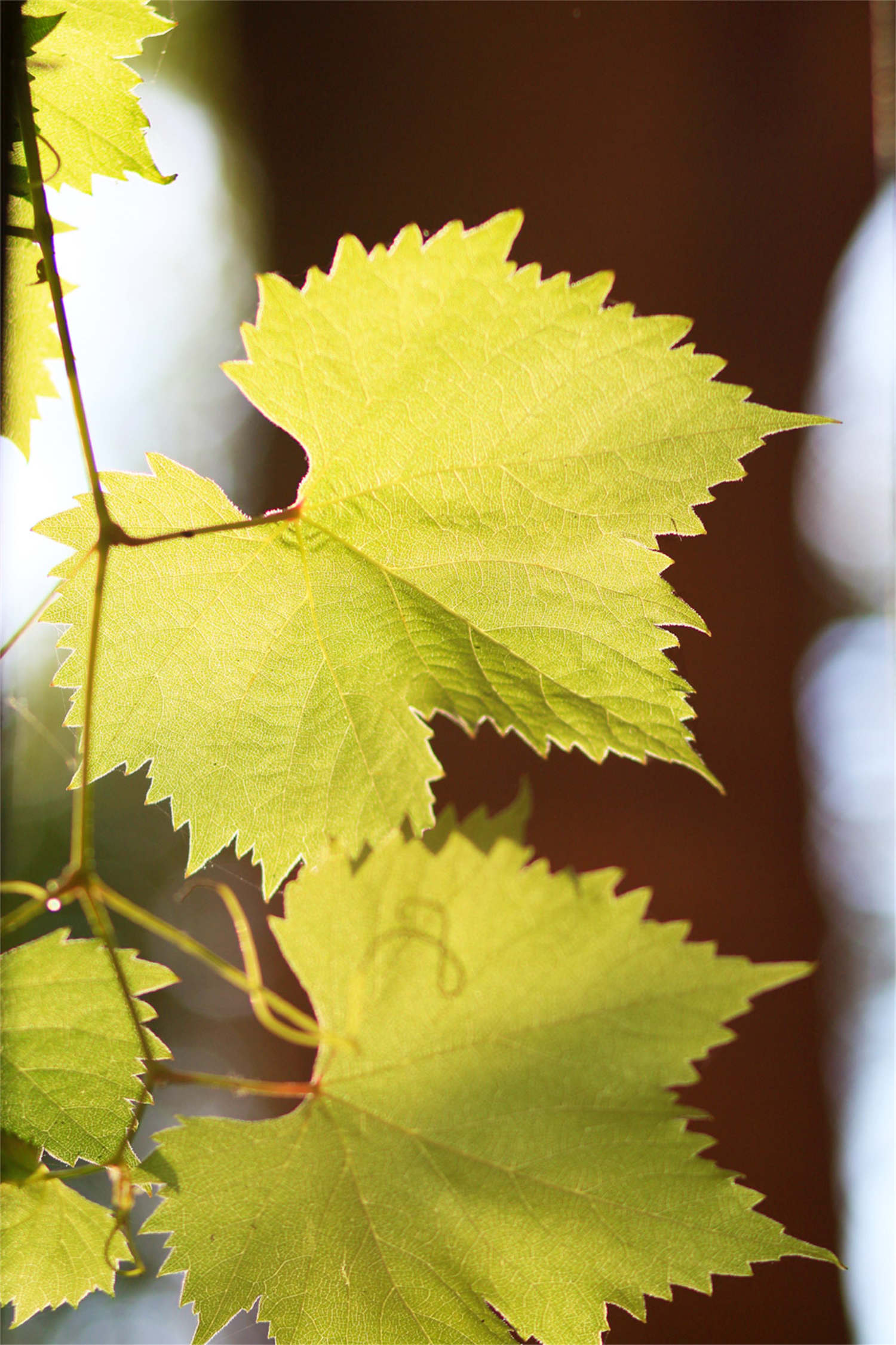 比阳光玫瑰还好的葡萄品种