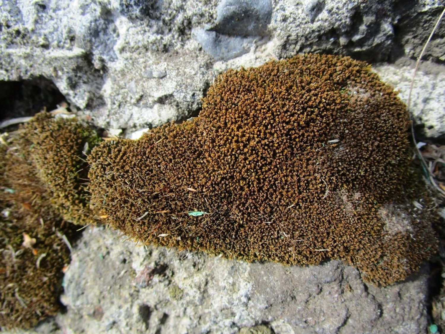 苔藓盆景如何保湿