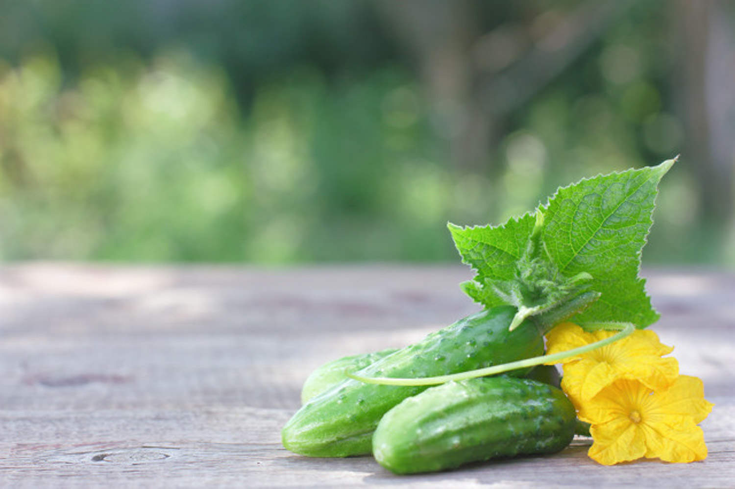 买了水果黄瓜的种子怎么播种呢