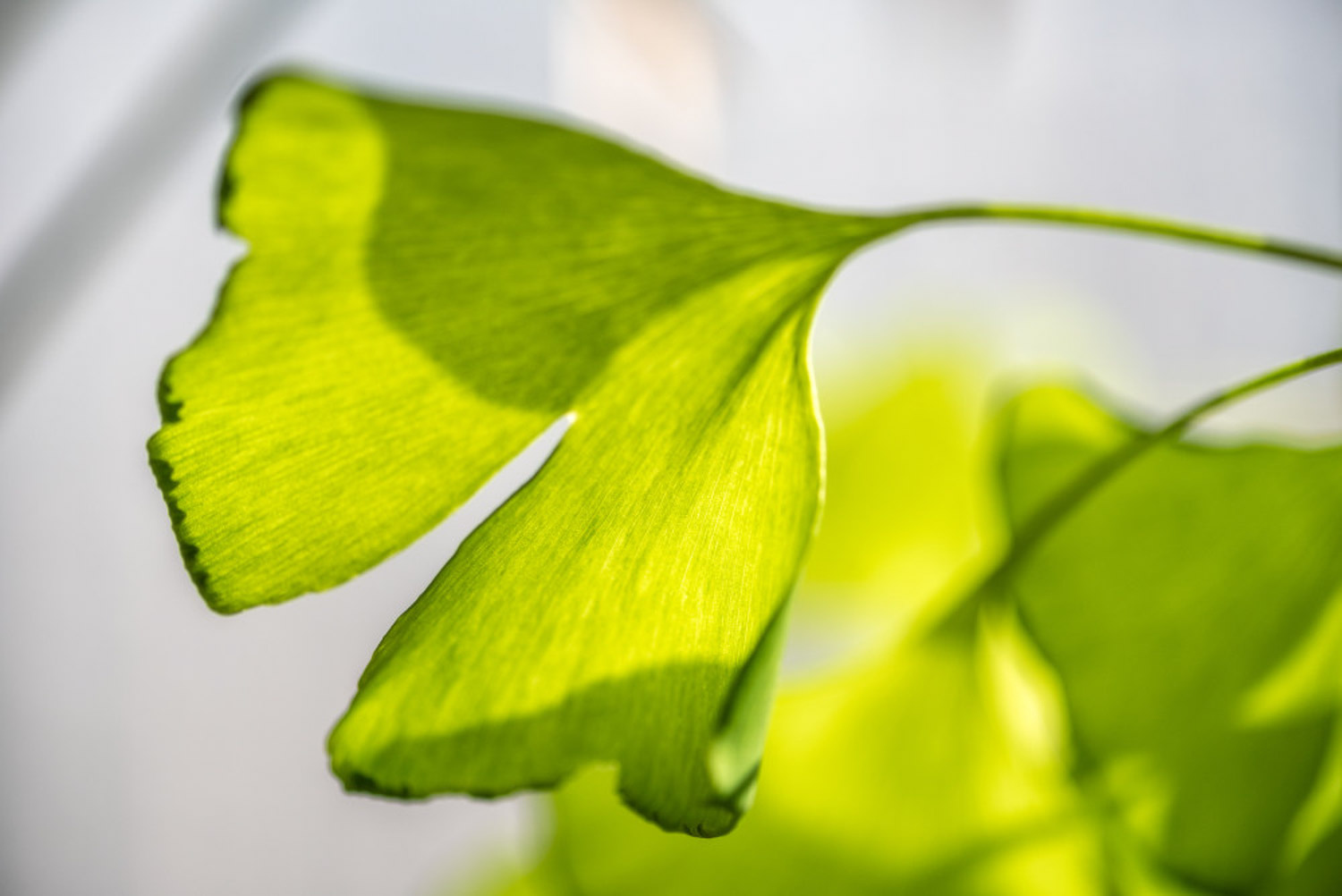 银杏怎么嫁接繁殖