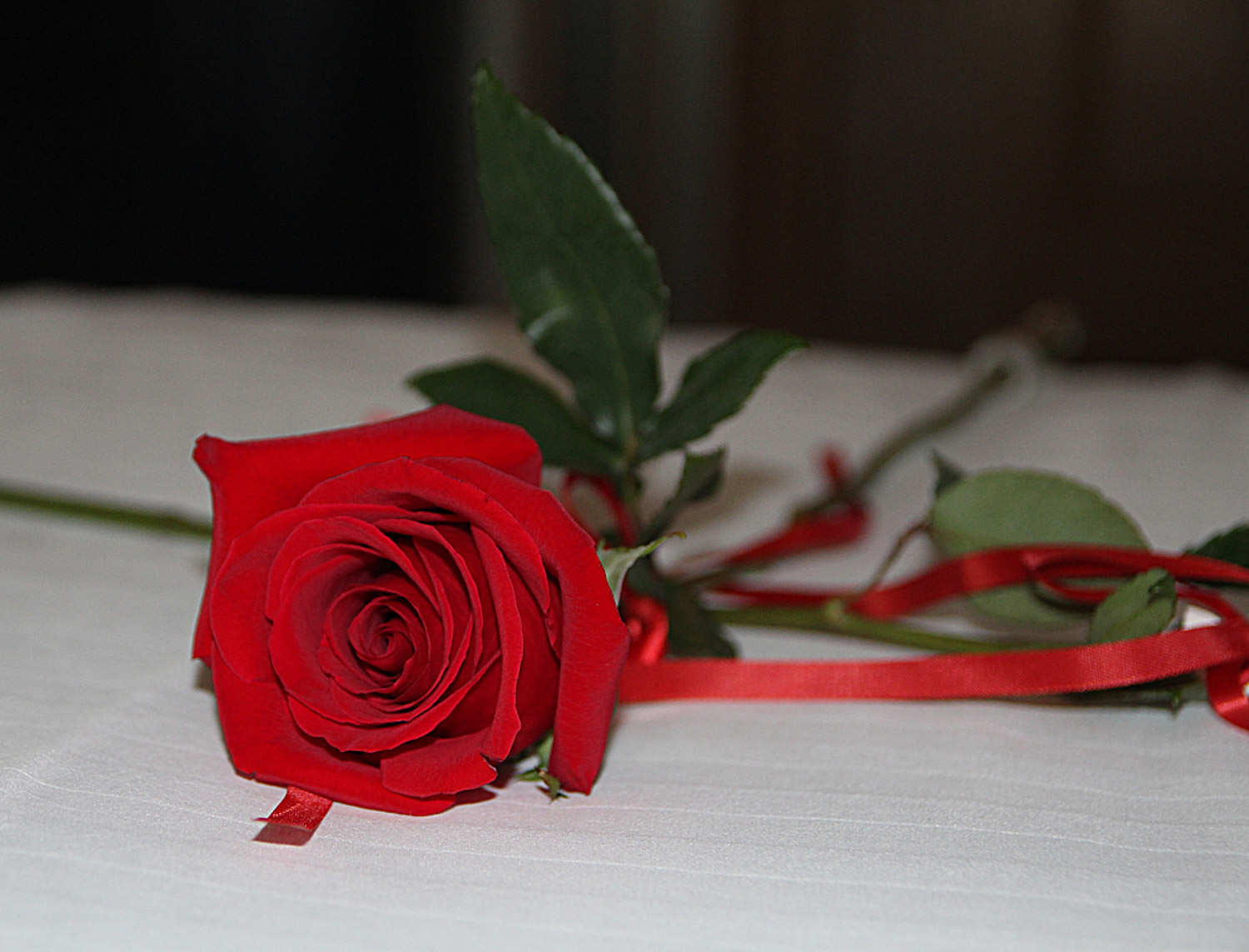 月季花的花期怎么护理