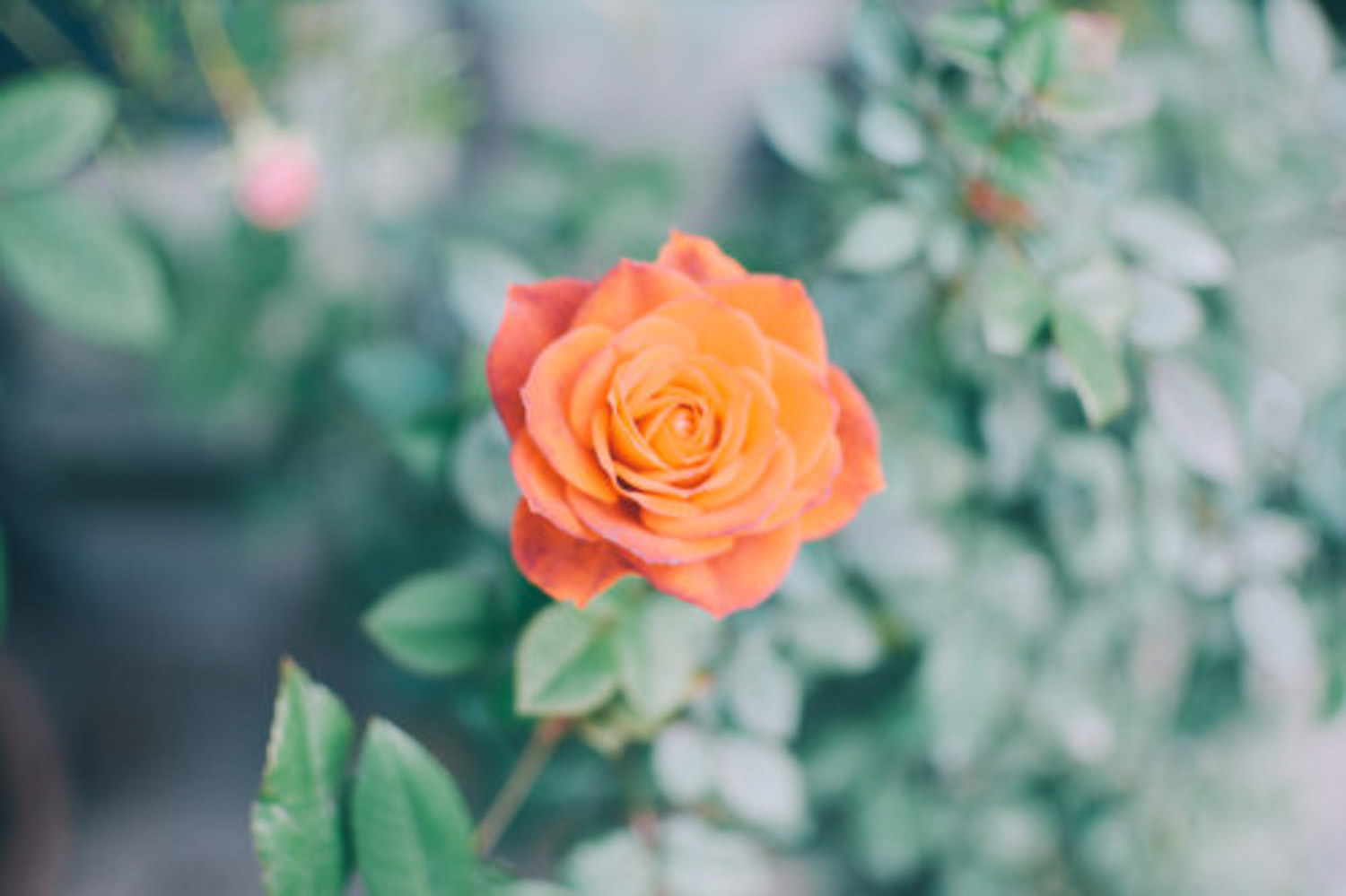 月季花品种大全